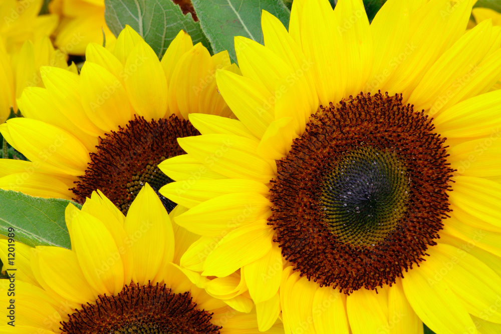 Obraz premium sunflowers