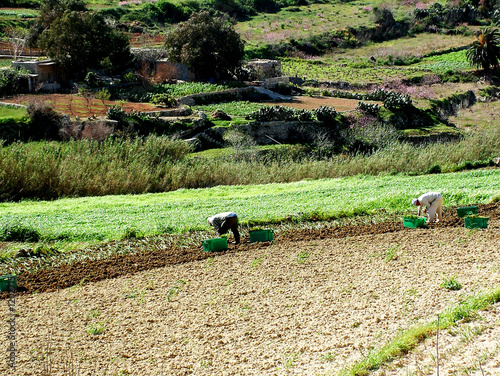 fields