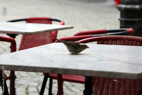 petit oiseau sur une table d’une terrasse