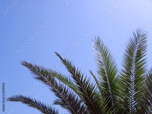 palm tree