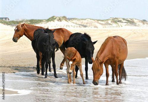 wild horses on beach © David Dorner