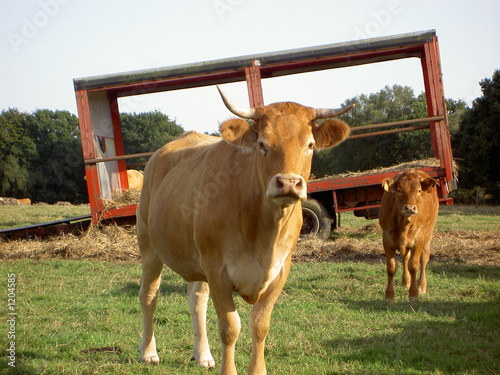 Fotografía vache et veau