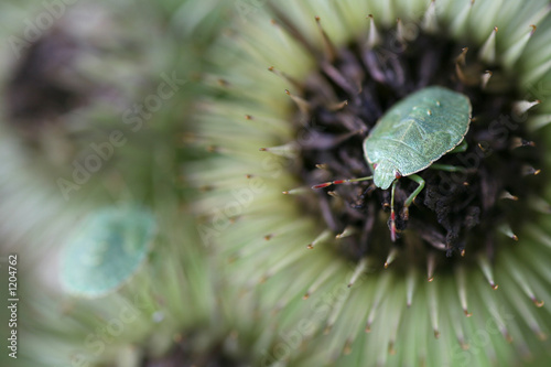 wanzen-larven photo
