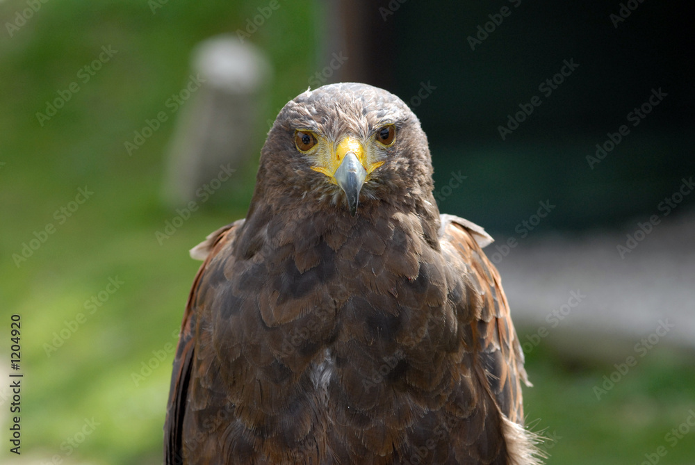 Obraz premium buse variable/buzzard