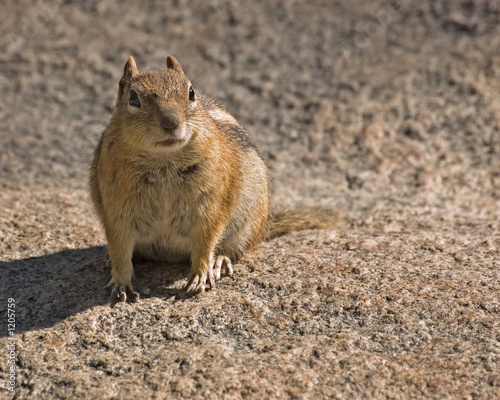 chipmunk on a rock