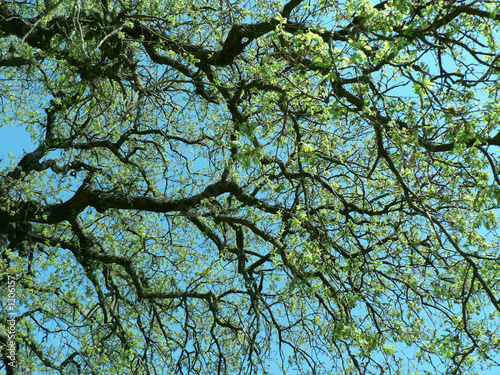 lost in green