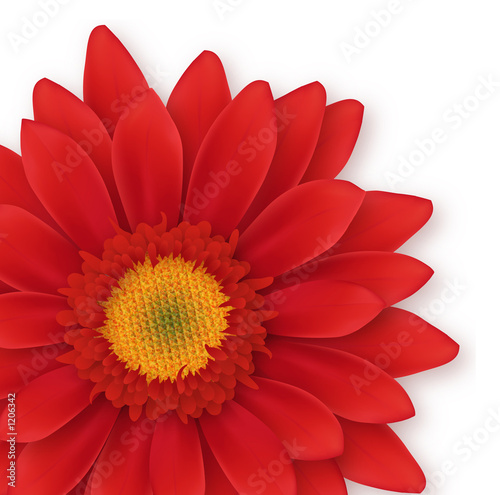 gerbera close-up