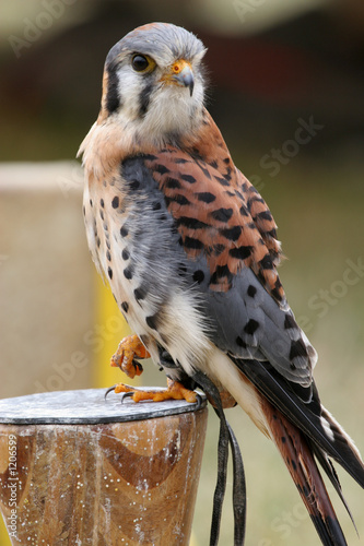 male american kestrel