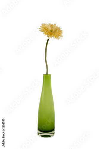 blume in vase