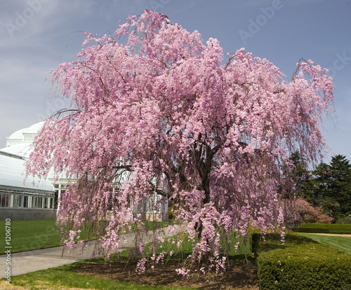 blooming tree