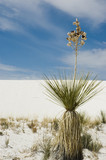 white sands national parks'  plant
