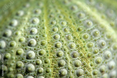 sea urchin's closeup