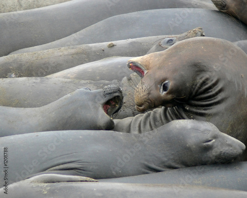 elephant seals 2