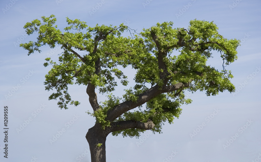 lonely cork oak tree