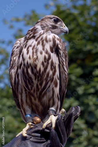 beautiful falcon