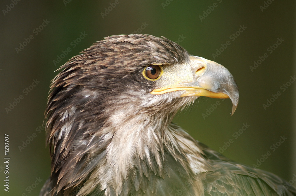 Fototapeta premium bald eagle
