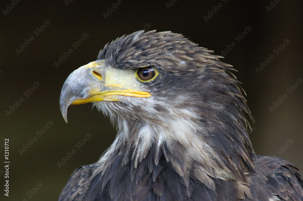 immature bald eagle immature bald eagle