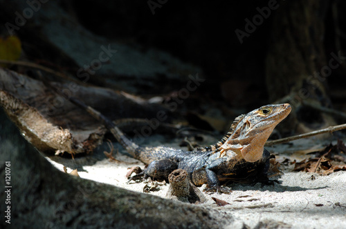 iguane costa rica