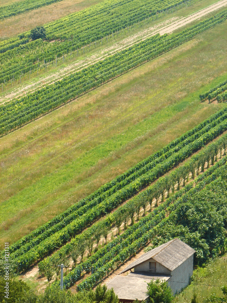vineyard and small house
