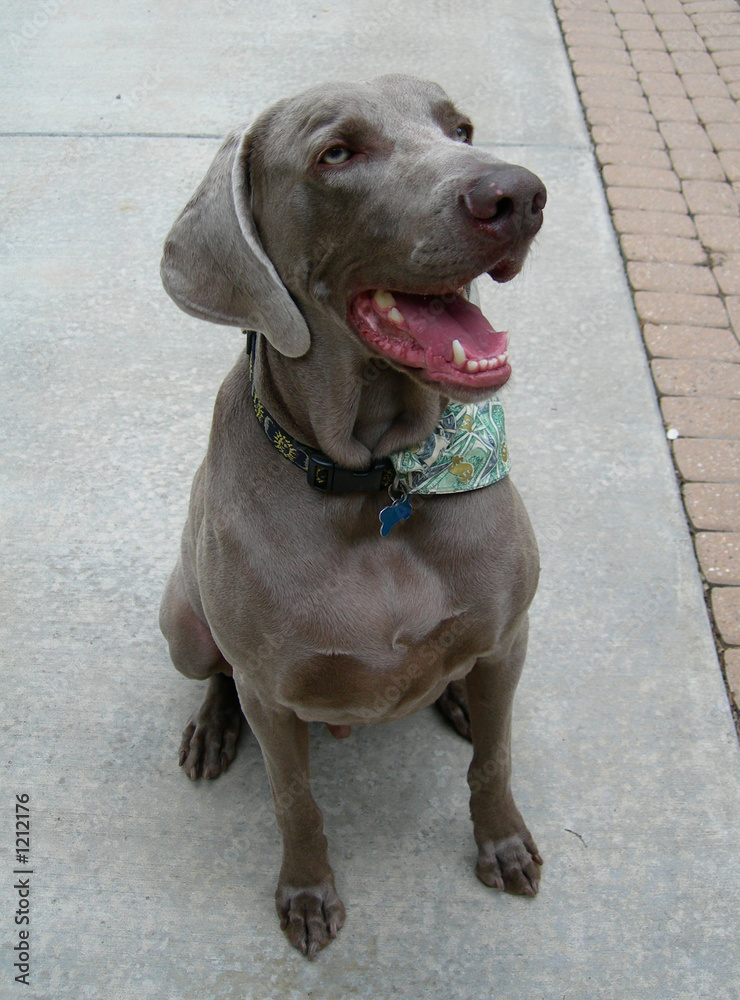 Fototapeta premium weimaraner dog close-up