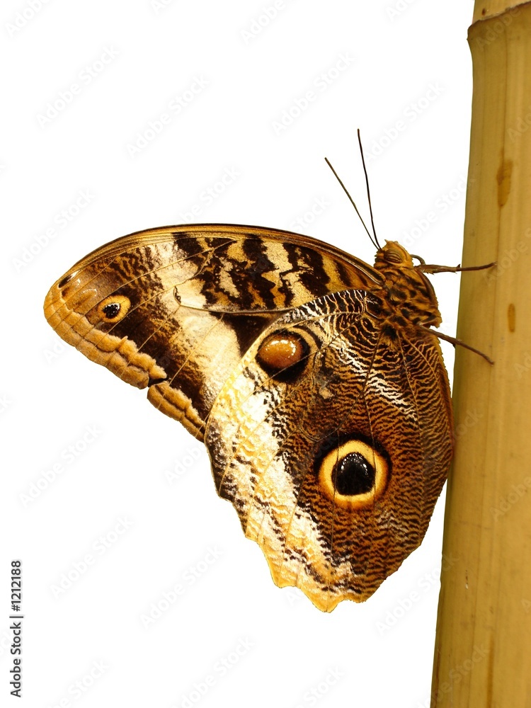 Fototapeta premium morpho peleides freigestellt