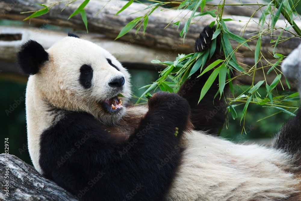 Fototapeta premium eating panda