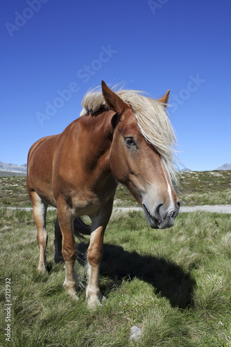 horse in norway © Sipos András