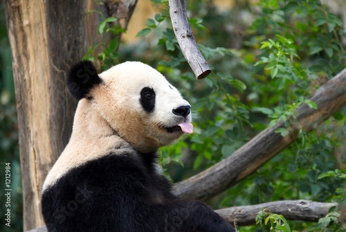 Fototapeta Naklejka Na Ścianę i Meble -  happy panda