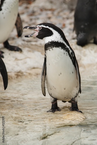 screaming penguin