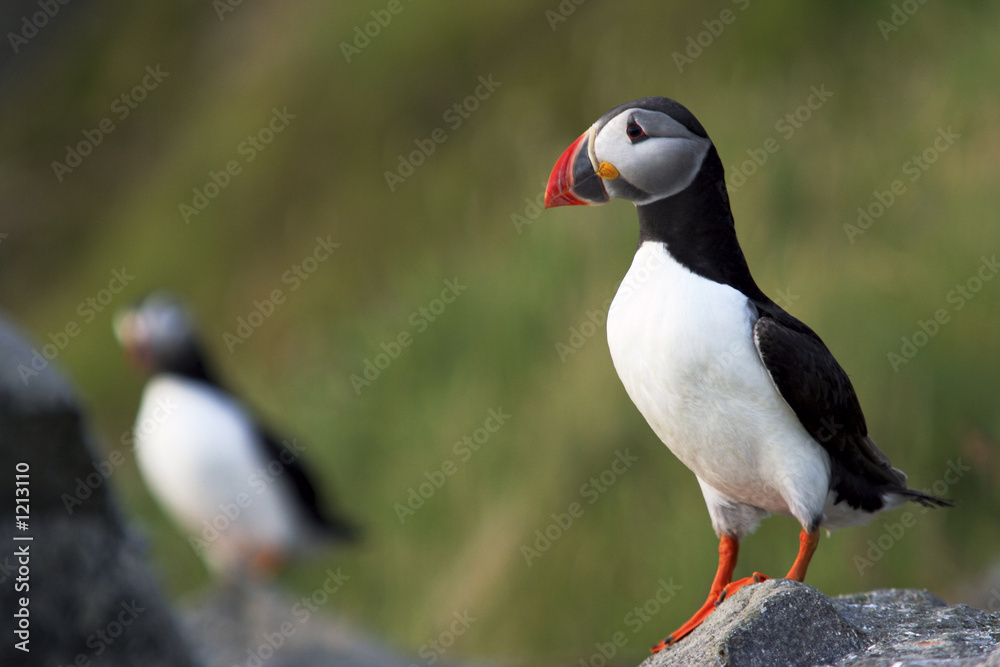 Fototapeta premium puffins (fratercula arctica)