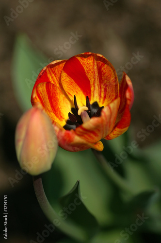 tulip