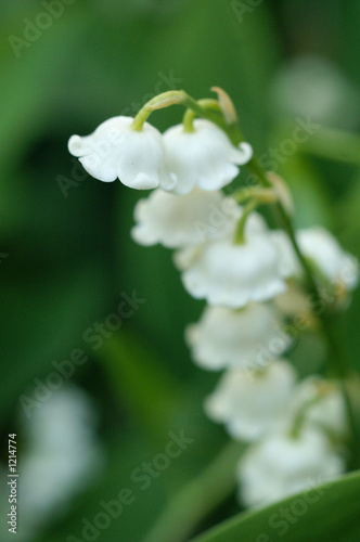 lily of the valley