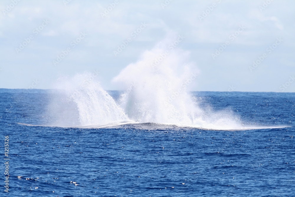 splash of a whale jumping