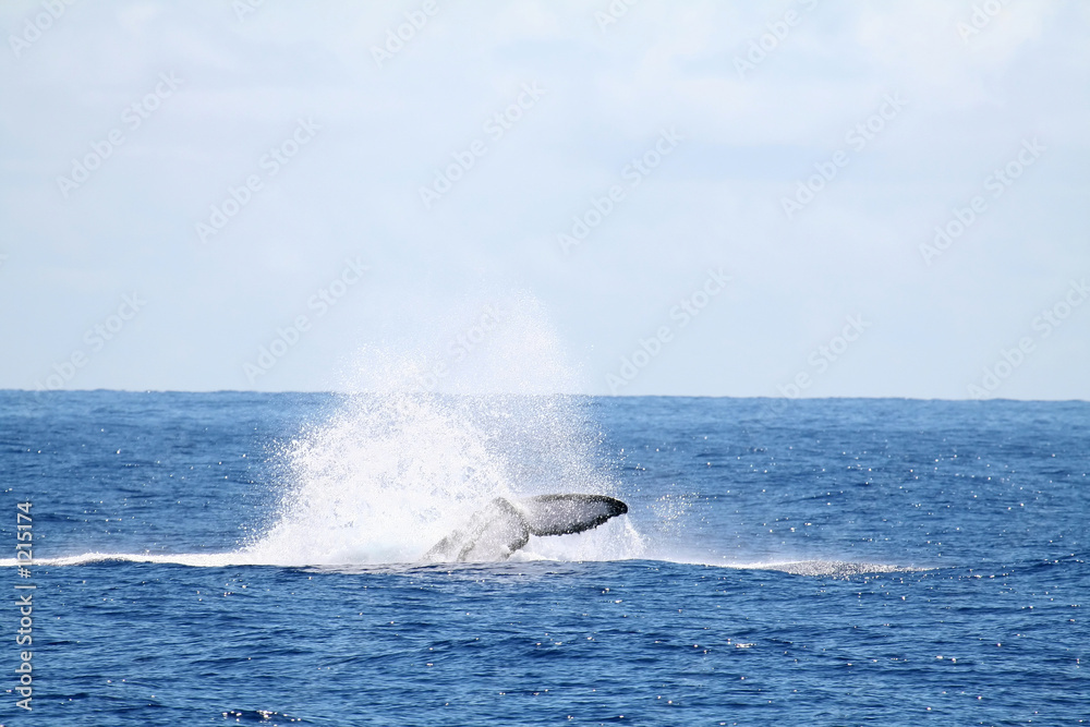 Fototapeta premium whale tail splash