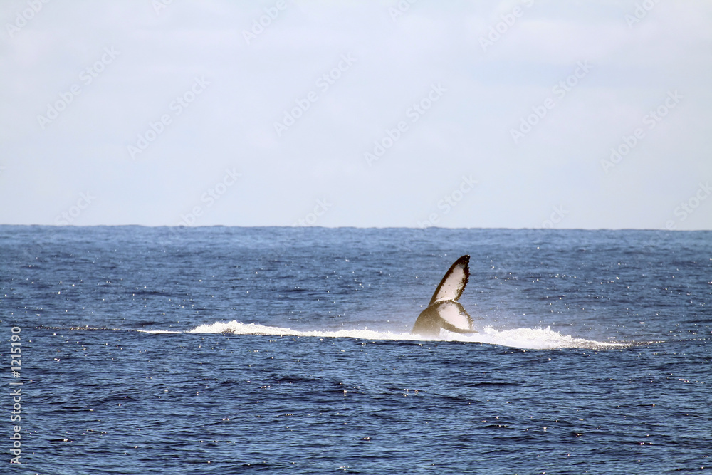 whale tail waving