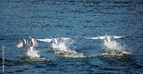 winter swans