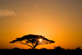 acacia tree at sunrise