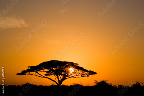 acacia tree at sunrise