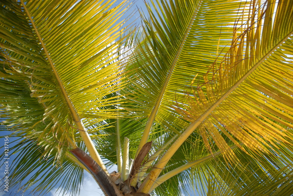Fototapeta premium palmier
