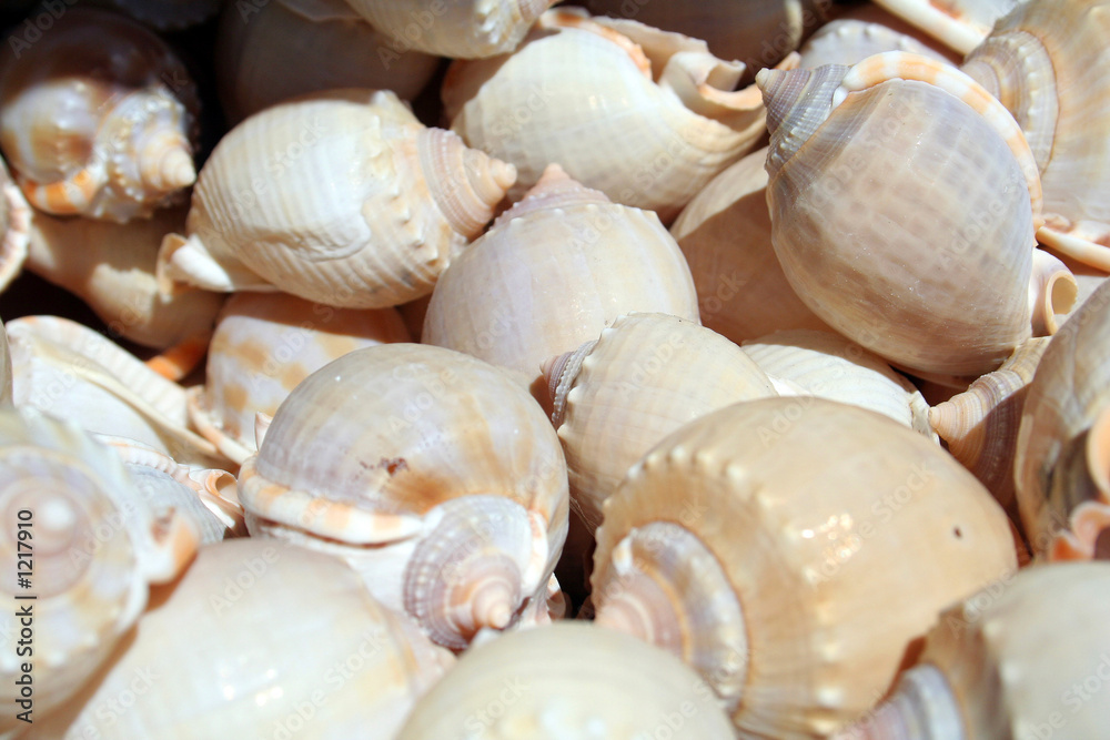 plenty of snail shells