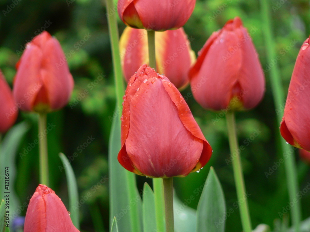 Fototapeta premium tulips