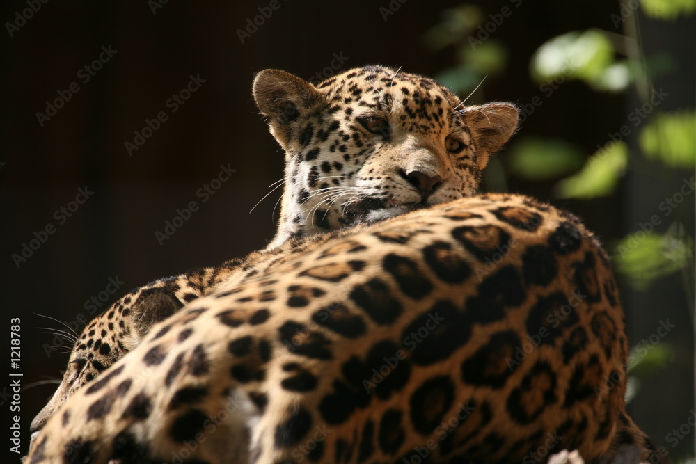Fototapeta premium jaguar