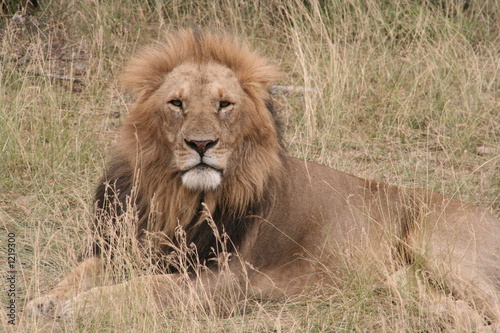 lion du massai mara