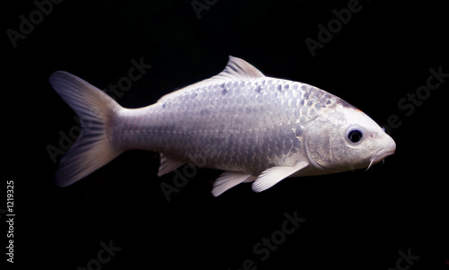 silver crucian