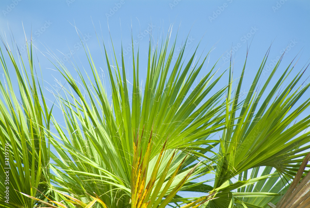 Fototapeta premium palmetto palm tree leaves and fronds