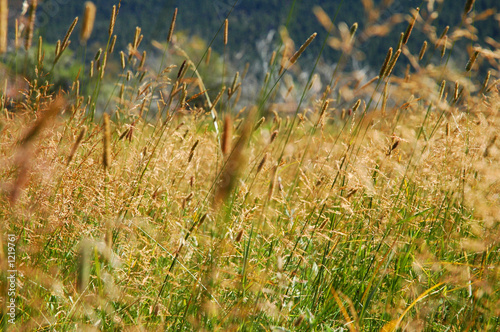 grass