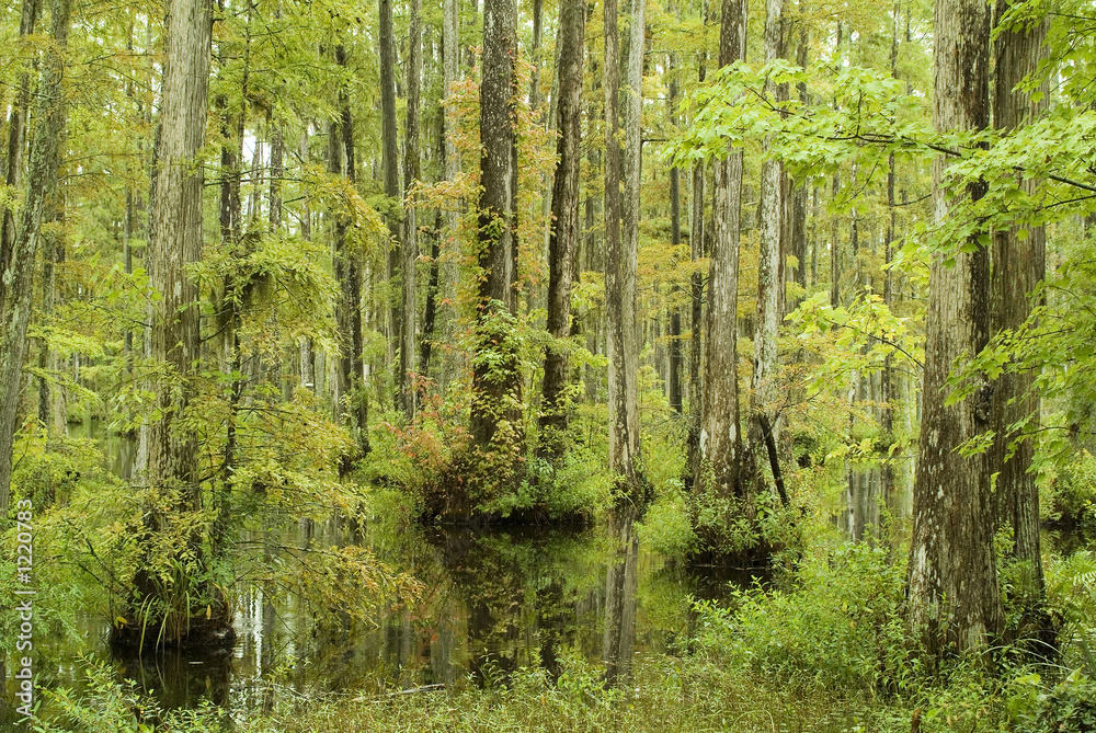 cypress trees in swamp