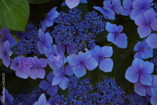 blue hydrangea