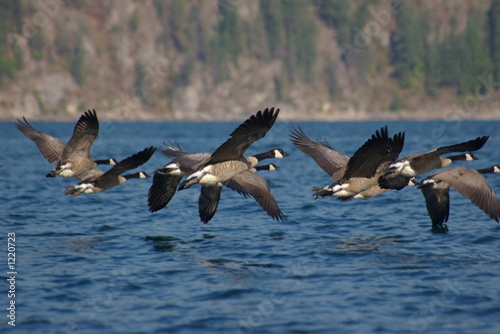 canada geese