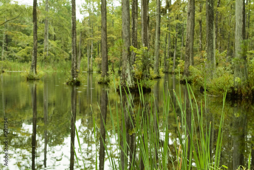 blackwater swamp